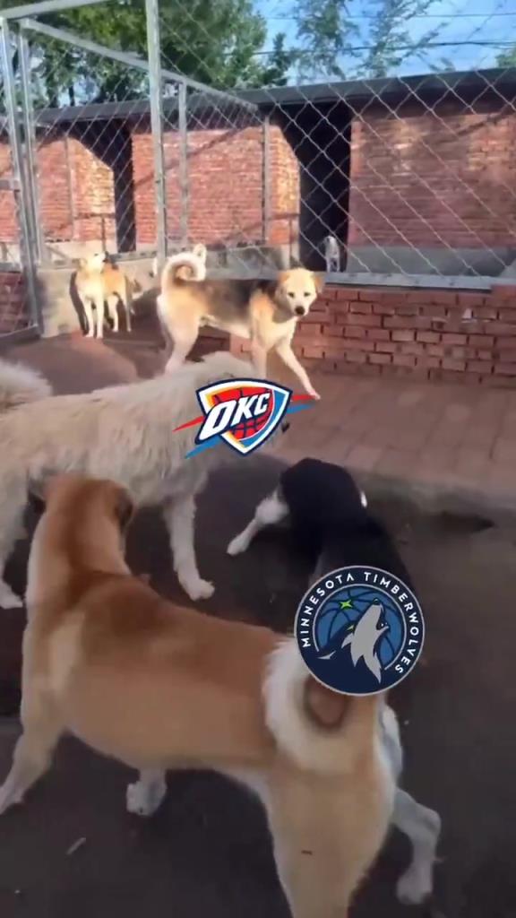 太有活了！美媒惡搞：狗王雷霆嚇退掘金灰熊，把森林狼按地上